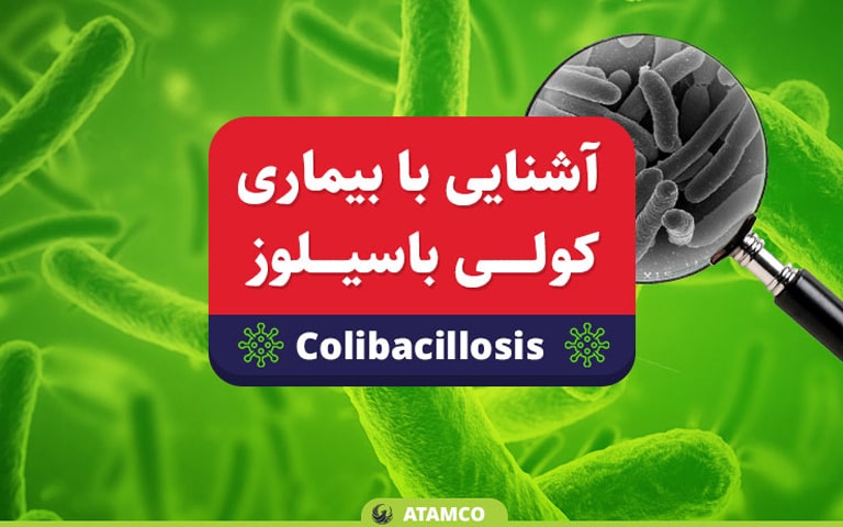 آشنایی با بیماری کولی باسیلوز 